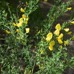 Photographie n°2302006 du taxon Cytisus scoparius (L.) Link [1822]