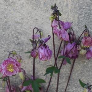 Photographie n°2302017 du taxon Aquilegia vulgaris L. [1753]