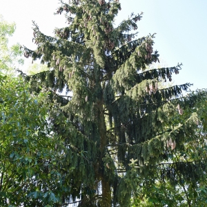 Photographie n°2302031 du taxon Picea abies (L.) H.Karst. [1881]