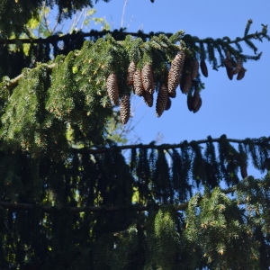 Photographie n°2302032 du taxon Picea abies (L.) H.Karst. [1881]