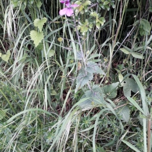 Photographie n°2302072 du taxon Lunaria annua L. [1753]