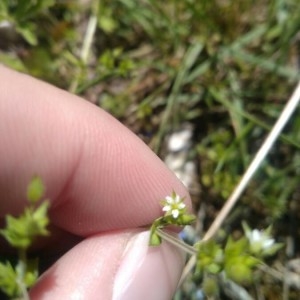 Photographie n°2302082 du taxon Arenaria serpyllifolia L. [1753]