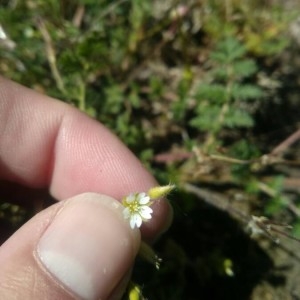 Photographie n°2302085 du taxon Cerastium fontanum Baumg. [1816]