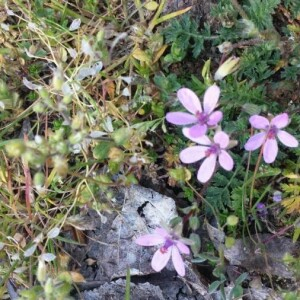 Photographie n°2302090 du taxon Erodium cicutarium (L.) L'Hér. [1789]