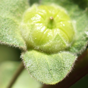 Photographie n°2302119 du taxon Malva arborea (L.) Webb & Berthel. [1837]