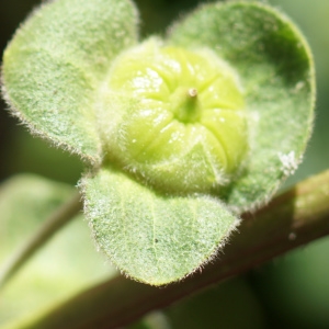 Photographie n°2302120 du taxon Malva arborea (L.) Webb & Berthel. [1837]