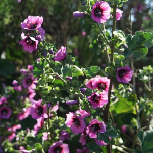 Photographie n°2302130 du taxon Malva arborea (L.) Webb & Berthel. [1837]