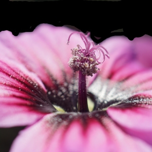 Photographie n°2302132 du taxon Malva arborea (L.) Webb & Berthel. [1837]