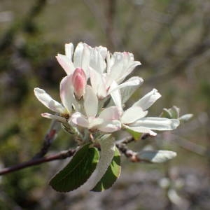 Photographie n°2302176 du taxon Amelanchier ovalis Medik. [1793]