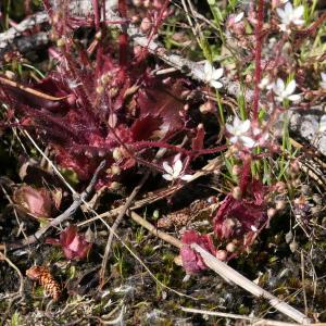 Photographie n°2302193 du taxon Saxifraga clusii Gouan [1773]