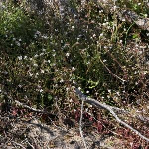 Photographie n°2302201 du taxon Saxifraga clusii Gouan [1773]