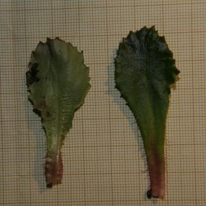 Photographie n°2302210 du taxon Saxifraga clusii Gouan [1773]