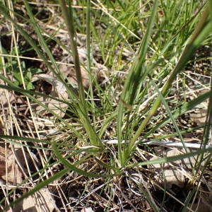 Photographie n°2302223 du taxon Podospermum purpureum (L.) W.D.J.Koch & Ziz