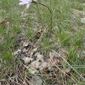 Photographie n°2302224 du taxon Podospermum purpureum (L.) W.D.J.Koch & Ziz