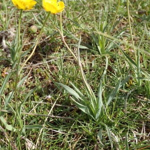 Photographie n°2302226 du taxon Ranunculus gramineus L. [1753]