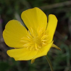 Photographie n°2302229 du taxon Ranunculus gramineus L. [1753]