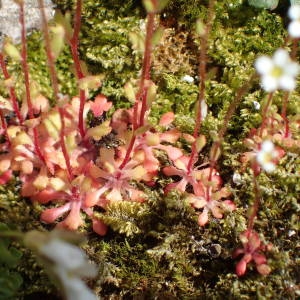 Photographie n°2302237 du taxon Saxifraga tridactylites L. [1753]