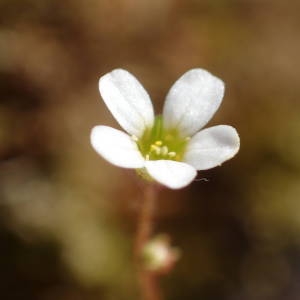 Photographie n°2302238 du taxon Saxifraga tridactylites L. [1753]