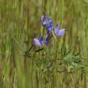 Photographie n°2302244 du taxon Lupinus angustifolius L. [1753]