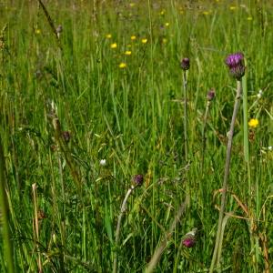 Photographie n°2302269 du taxon Cirsium tuberosum (L.) All. [1785]