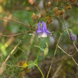 Photographie n°2302273 du taxon Aquilegia vulgaris L. [1753]