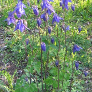 Photographie n°2302281 du taxon Aquilegia vulgaris L. [1753]