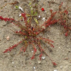 Photographie n°2302295 du taxon Rumex bucephalophorus L. [1753]