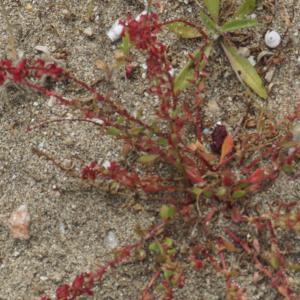 Photographie n°2302296 du taxon Rumex bucephalophorus L. [1753]