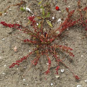 Photographie n°2302297 du taxon Rumex bucephalophorus L. [1753]