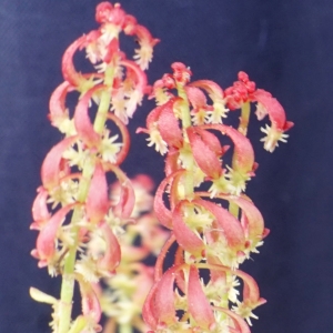 Photographie n°2302298 du taxon Rumex bucephalophorus L. [1753]