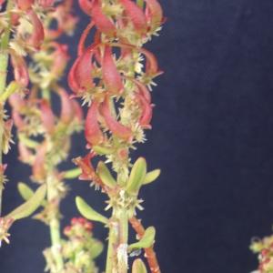 Photographie n°2302299 du taxon Rumex bucephalophorus L. [1753]