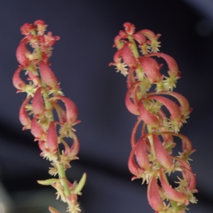 Photographie n°2302300 du taxon Rumex bucephalophorus L. [1753]