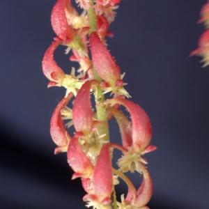Photographie n°2302301 du taxon Rumex bucephalophorus L. [1753]