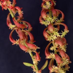 Photographie n°2302302 du taxon Rumex bucephalophorus L. [1753]