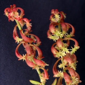 Photographie n°2302303 du taxon Rumex bucephalophorus L. [1753]