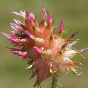 Photographie n°2302318 du taxon Trifolium physodes Stev. ex M.Bieb. [1808]