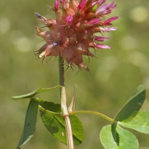 Photographie n°2302319 du taxon Trifolium physodes Stev. ex M.Bieb. [1808]