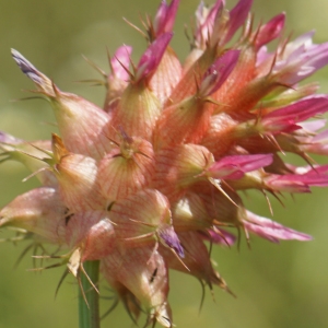 Photographie n°2302320 du taxon Trifolium physodes Stev. ex M.Bieb. [1808]