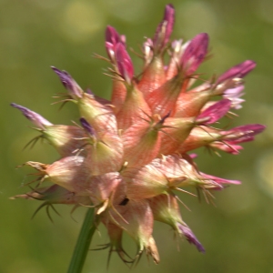 Photographie n°2302321 du taxon Trifolium physodes Stev. ex M.Bieb. [1808]