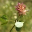  Liliane Roubaudi - Trifolium physodes Stev. ex M.Bieb. [1808]