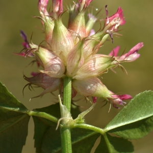  - Trifolium physodes Stev. ex M.Bieb. [1808]