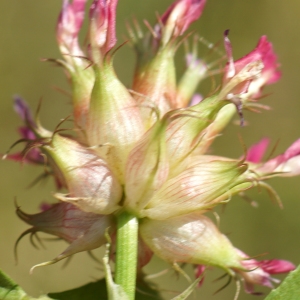  - Trifolium physodes Stev. ex M.Bieb. [1808]