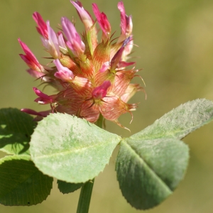  - Trifolium physodes Stev. ex M.Bieb. [1808]