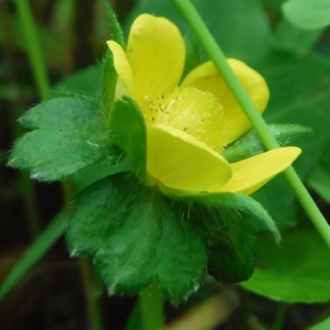 Photographie n°2302442 du taxon Potentilla indica (Andrews) Th.Wolf [1904]