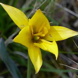 Photographie n°2302495 du taxon Tulipa sylvestris subsp. australis (Link) Pamp.