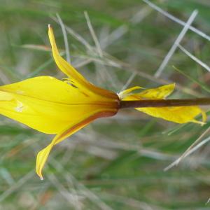 Photographie n°2302497 du taxon Tulipa sylvestris subsp. australis (Link) Pamp.