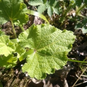 Photographie n°2302566 du taxon Alcea rosea L. [1753]