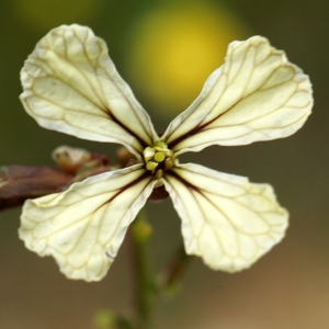 Photographie n°2302606 du taxon Eruca sativa Mill. [1768]