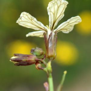 Photographie n°2302608 du taxon Eruca sativa Mill. [1768]