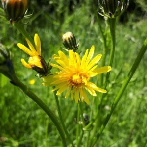 Photographie n°2302635 du taxon Crepis biennis L. [1753]